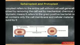 #Micro30 The Bacterial Cell structure bacterial cytology - Spheroplast and Protoplast #shorts