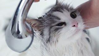 Как правильно купать кота: советы ветеринара