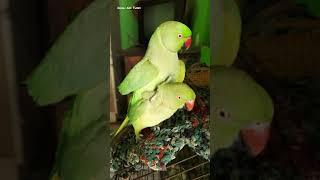 The Male Parrot trying to Mate with his Female Parrot  || Dholi and Turki