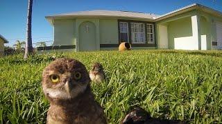 GoPro: Owl Dance-Off