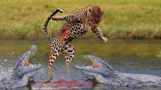 Death Battle : Jaguar vs Crocodile! See how it hunts