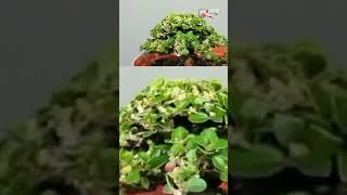 Premna microphylla #bonsaishito #shorts #bonsaisancang