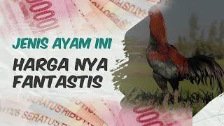 Jenis Ayam Ini Memiliki Harga Yang Fantastis Ternyata