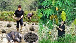 Harvesting dad's papaya garden & Snail to sell - a family meal for a rural farmer | Ly Thi Ly