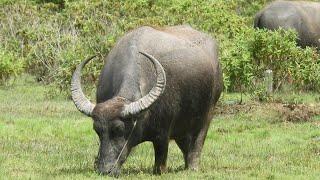 family Buffalo eating green grass on water is hot.