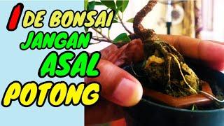 Cara memancing pertumbuhan tunas baru || IDE BONSAI