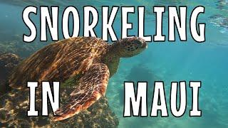 HAWAII SNORKELING | Sea Turtles | Things to do in Hawaii | Sheraton Maui | Black Rock | Kaanapali