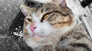 Cute Tabby Male Cat Calling for Female Cat in The Train Station - Cat Sounds To Attract Cats