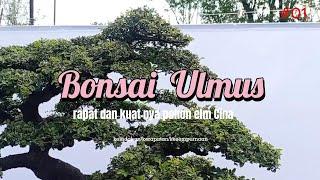 BONSAI ULMUS RAPAT DAN KUAT || INSPIRASI BONSAI ULMUS Eps. 1