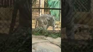 #animal | #viralvideo  #tiger  || Patna Zoo Ka White Tiger | पटना का चिड़ियाघर