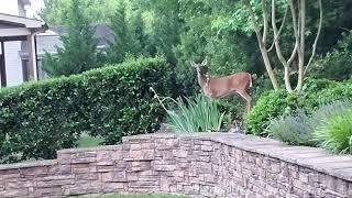 Close encounters of the deer