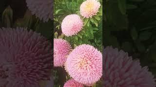 Хризантелла от #flowers #garden #биотехника