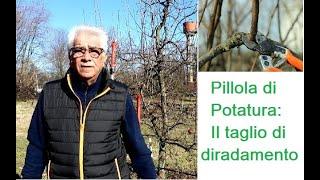 Pillola di potatura:  taglio di diradamento