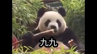 大熊猫九九有甜又可爱，不仅会跳扭扭舞，还会吃草药把自己给吃晕倒。#大熊猫九九 #大熊猫格格 #国宝