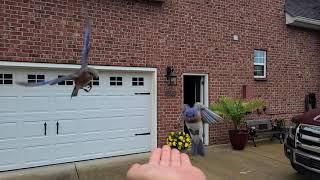 Hand feeding male and female Bluebirds.  Slow Motion.