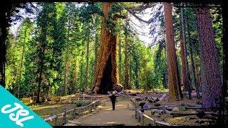 BEST Way to See Mariposa Grove in Yosemite!