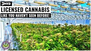 Exploring a Licensed Hydroponic Cannabis Facility in South Africa!