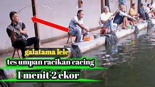 langsung tes mancing galatama lele pake umpan cacing racikan ‼️ 19 detik pelampung tenggelam