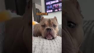 #americanbully #суперсобака #амбулли #собака #булли #животные #американскийбулли