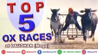 𝐓𝐎𝐏 𝟓 𝐎𝐗 𝐑𝐀𝐂𝐄𝐒  DAUDHAR (Moga) OX RACES / BULL CART RACES - ਬਲਦਾਂ ਦੀਆਂ ਦੌੜਾਂ 2020  MalwaTV