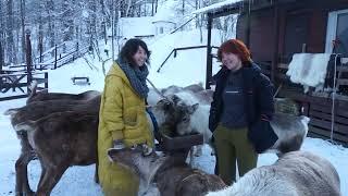 В гостях у северных оленей