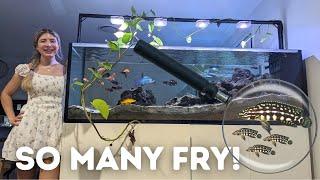 MY AFRICAN CICHLIDS ARE BREEDING! (Mixed Lake Tanganyika Tank)