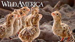 Wild America | S6 E3 Pretty as a Quail | Full Episode HD