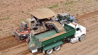 Nova Scotia Potato Harvest 2023