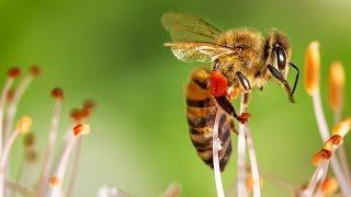 Bienensterben NEUE Erkenntnisse! - Clixoom Science & Fiction
