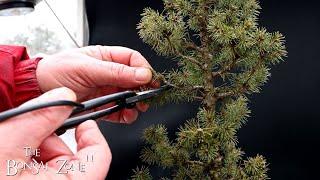 Pruning My Alberta Spruce, The Bonsai Zone, Dec 2024