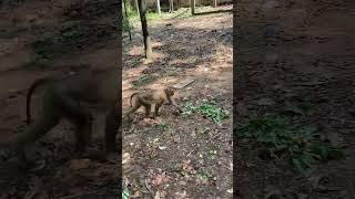 Monkeys at Angkor Wat