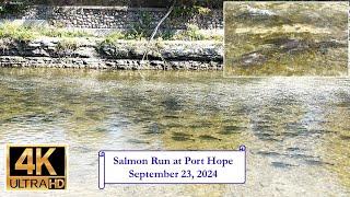 Salmon Run at Port Hope - September 23, 2024 - 4K