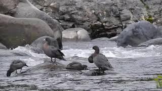 Blue Ducks  at Owhango, New Zealand