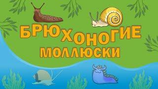 Брюхоногие моллюски: эволюция и многообразие | Познавательное видео |Удивительный мир беспозвоночных