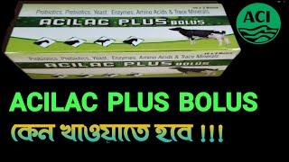 ACILAC PLUS BOLUS কেন গবাদিপশুকে খাওয়ানো হয়।। ACI ANIMAL HEALTH PRODUCT