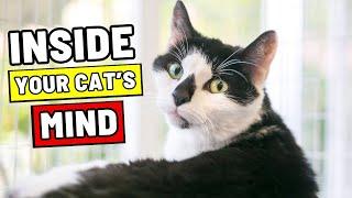 If You Turned Into Your Cat: Surprising Secrets You’d Learn!