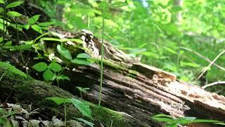 Staring At A Tree In The Woods