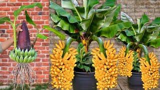 Best Techniques : How To Grafting Banana Trees From Banana Flowers Has Many Fruit | Grafting Banana