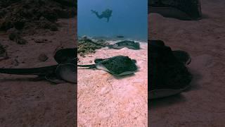 Two STINGRAYS #marinelife #viral #shorts #ray #scuba #diving #ocean #fyp #travel