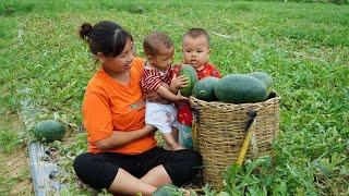 Single mom does everything to raise two children alone, Harvest watermelon goes to sell, Daily life