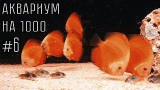 The 1000 L tank #6. Full aquarium with discus