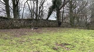 Goshawk Hunting