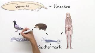 VÖGEL | ANPASSUNG AN DEN FLUG | Biologie | Biologie der Tiere (Mittelstufe)