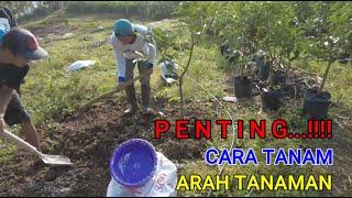 TERBUKTI....!!! CARA TANAM INI JADIKAN ALPUKAT CEPAT TUMBUHNYA @BIBITUNGGUL