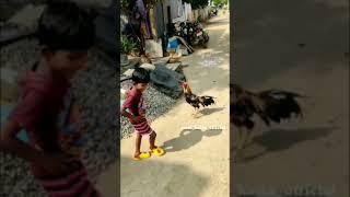 Cock fight with small boy சேவல் சண்டை