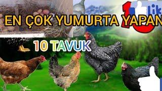 EN ÇOK YUMURTA YAPAN TAVUK CİNSLERİ/TAVUK ÇİFTLİĞİ KURMADAN ÖNCE MUTLAKA İZLEYİN.#Ataks.