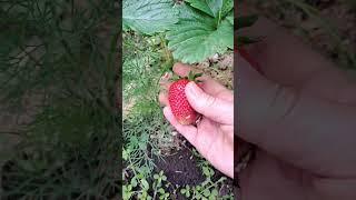 Самая большая клубника в моём саду