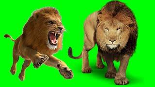 Green Screen Lion No Copyright