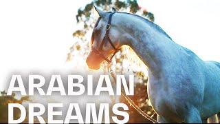 Fascinating Arabian horses at the Mulawa Stables | RIDE