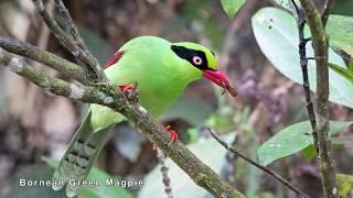 Birding in Borneo 2019